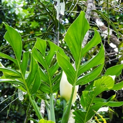 Monstera dissecta