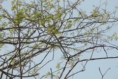 Vireo flavoviridis