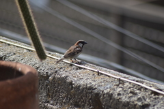 Passer domesticus