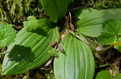 Scoliopus hallii