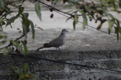 Streptopelia decaocto