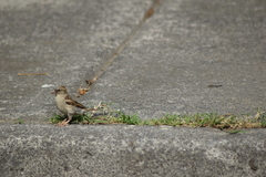 Passer domesticus