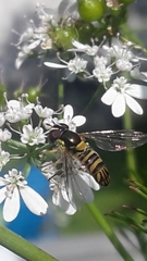 Allograpta obliqua