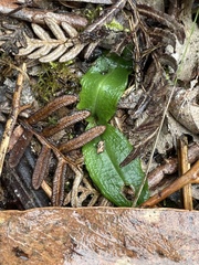 Chiloglottis reflexa