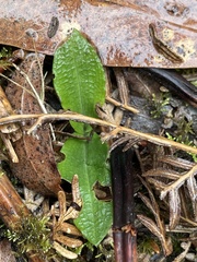 Chiloglottis reflexa