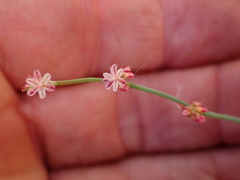 Eriogonum cithariforme
