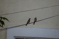 Haemorhous mexicanus