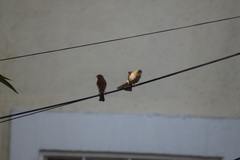 Haemorhous mexicanus