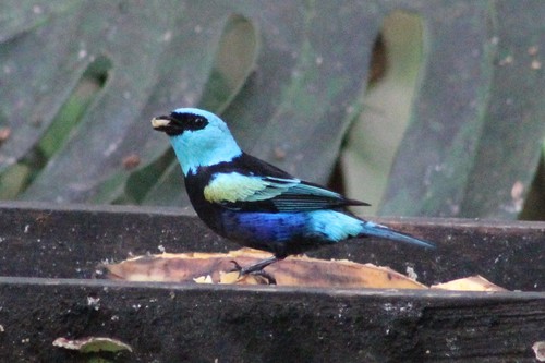 Blue-necked Tanager (Stilpnia cyanicollis), photo 7