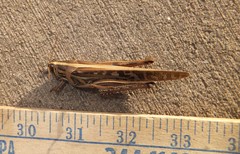 Schistocerca americana