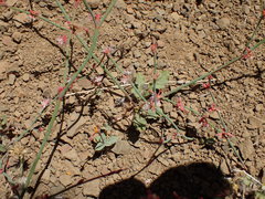 Eriogonum cithariforme