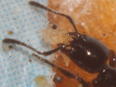 Chelaner antarcticus