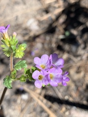 Phacelia suaveolens