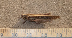 Schistocerca americana