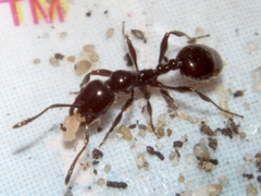 Chelaner antarcticus