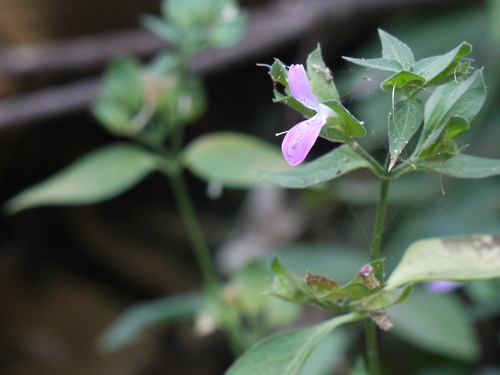 Dicliptera foetida, photograph 3