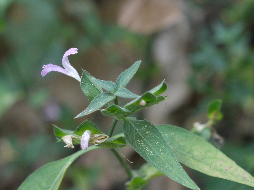 Dicliptera foetida; photograph (c) Dinesh Valke, some rights reserved (CC BY-SA)