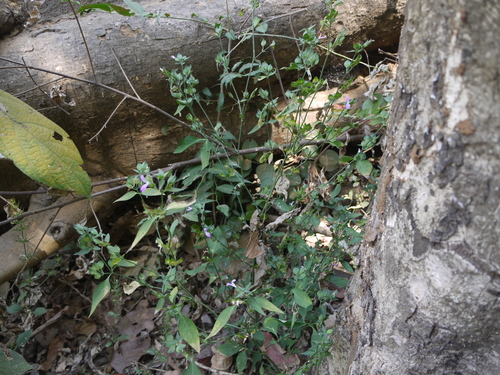 Dicliptera foetida, photograph 2