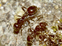 Chelaner antarcticus