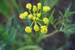 Lomatium triternatum brevifolium