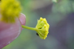 Lomatium triternatum brevifolium