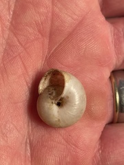 Helminthoglypta mohaveana