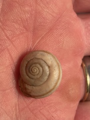 Helminthoglypta mohaveana