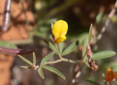 Acmispon utahensis