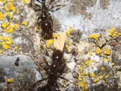 Chelaner antarcticus