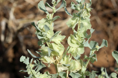 Atriplex lindleyi conduplicata