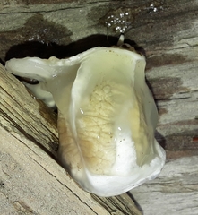 Lysurus mokusin