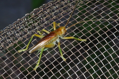 Prosopogryllacris simulans