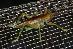 Prosopogryllacris simulans