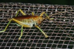 Prosopogryllacris simulans