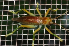 Prosopogryllacris simulans