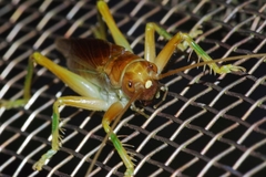 Prosopogryllacris simulans