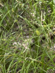Carex lutea