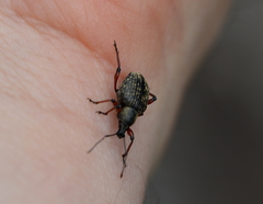 Otiorhynchus coecus