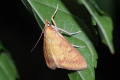 Ostrinia zaguliaevi