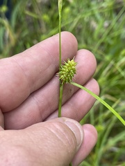 Carex lutea