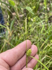 Carex lutea