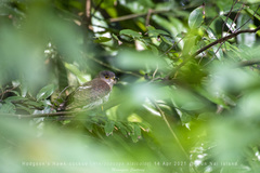 Hierococcyx nisicolor