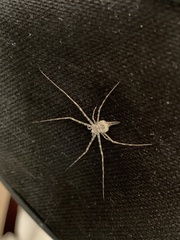 Hersilia albomaculata