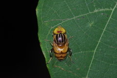 Eristalinus arvorum
