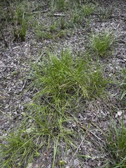 Carex lutea