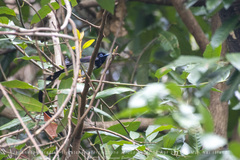 Terpsiphone atrocaudata