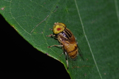 Eristalinus arvorum