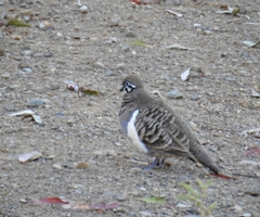 Geophaps scripta scripta