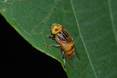 Eristalinus arvorum