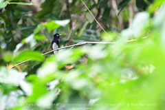 Terpsiphone atrocaudata